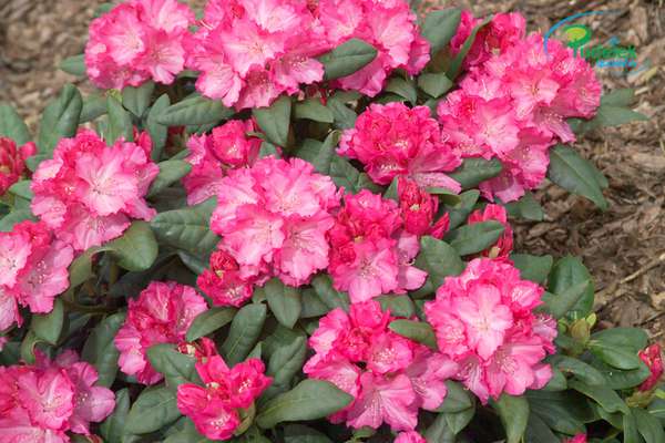 Rhododendron Carianne